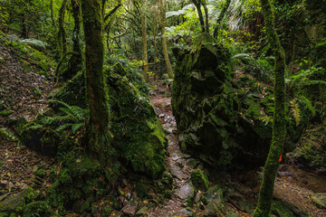 A rock split in half that is in the middle of a trail in a forest