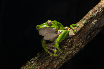 The colorful and ancient Kambo frog secretes a highly toxic substance to defend itself from predators. In the Amazon, various indigenous tribes used the poison of this frog as part of their customs.