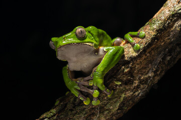 The colorful and ancient Kambo frog secretes a highly toxic substance to defend itself from predators. In the Amazon, various indigenous tribes used the poison of this frog as part of their customs.