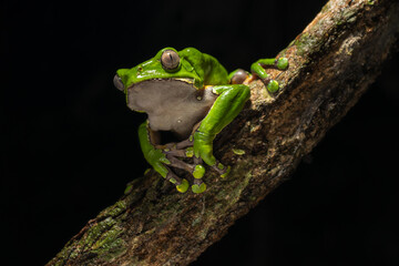 The colorful and ancient Kambo frog secretes a highly toxic substance to defend itself from predators. In the Amazon, various indigenous tribes used the poison of this frog as part of their customs.