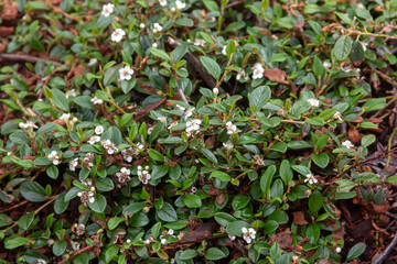 leaves and white blossoms of a ground creeper