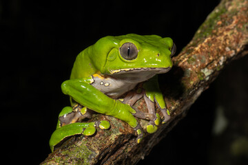 The colorful and ancient Kambo frog secretes a highly toxic substance to defend itself from predators. In the Amazon, various indigenous tribes used the poison of this frog as part of their customs.