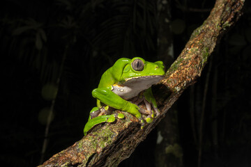 The colorful and ancient Kambo frog secretes a highly toxic substance to defend itself from predators. In the Amazon, various indigenous tribes used the poison of this frog as part of their customs.