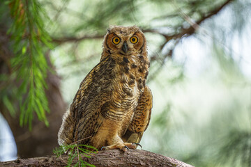 Young Great Horned Owl