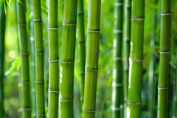 Bamboo Environment. Chinese Culture and Oriental Foliage in Arashiyama Bamboo Forest, Kyoto, Japan