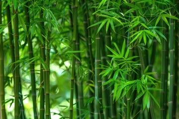 Fototapeta premium Bamboo Environment. Traditional Chinese Foliage in Arashiyama Bamboo Forest, Kyoto