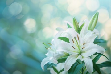 Fototapeta premium Spring Lilies. Easter Bouquet of White Lilies with Green Leaves on Nature Background
