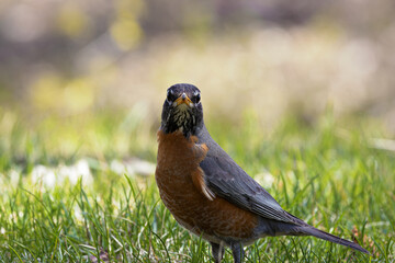 A red breasted robin (Turdus migratorius) standing on a grass lawn.