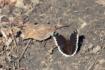 A Morning Cloak (Nymphalis antiopa) butterfly on the ground in bright sunlight.
