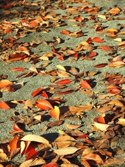 晩秋の午後の枯れ葉散る公園の砂利庭風景