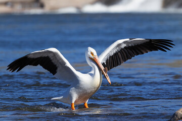 An American White Pelican (Pelecanus erythrorhynchos) swimming in the water with wings spread and...