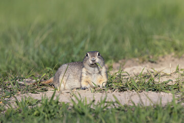 A short-tailed ground squirrel (Urocitellus beldingi) on the lookout in a field of tall green grass.