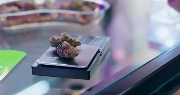 Cannabis, hand and weed bud on scale in dispensary, pharmacy and store for weigh, medical or recreation use. Marijuana, person and pocket instrument for cbd oil, smoking or healing use with infusion