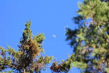 moon in the sky. white moon on the sky. trees and sky. branches against sky.