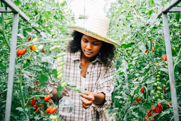 In the greenhouse a Black woman farmer takes care of tomato seedlings by spraying water. Holding a...