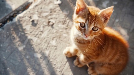 Fototapeta premium Closeup portrait of a charming young domestic ginger tabby cat sitting on Cement board and playfully looks. Health and midicine icon, Pets Health care concept with Free space fot text.
