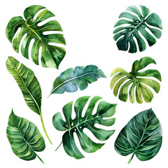 collection of green leaves, watercolor tropical leaves clipart, white background