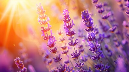 Naklejka premium Lovely lavender flowers in stunning hues under a bright spring sun