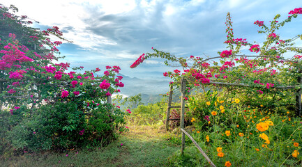 Fototapeta premium Bunch of red bougainvillea climbing on a bamboo fence at the top of a high mountain, looking down at a valley of white clouds. In the distance is the coastal city of Nha Trang, Vietnam