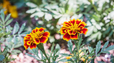 French marigolds found in a flower bed. Tagetes patula
