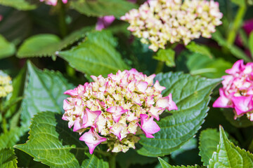 Colorful hydrangeas fill the flower bed. bigleaf hydrangea , French hydrangea , Lacecap hydrangea , mophead hydrangea, Hydrangea macrophylla