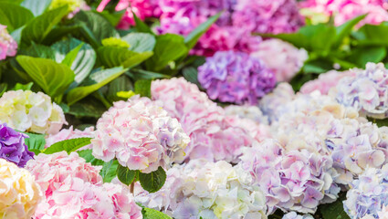 Colorful hydrangeas fill the flower bed. bigleaf hydrangea , French hydrangea , Lacecap hydrangea , mophead hydrangea, Hydrangea macrophylla