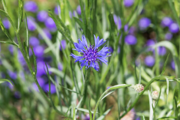 Purple coneflowers found in a flower bed.  bachelor's button, bluebottle, centaurea cyanus