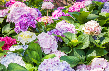 Colorful hydrangeas fill the flower bed. bigleaf hydrangea , French hydrangea , Lacecap hydrangea , mophead hydrangea, Hydrangea macrophylla