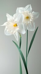 Naklejka premium A daffodil flower with two blooms, simple background, white and green color palette, paper sculpture.