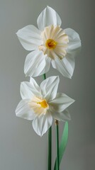 Obraz premium A daffodil flower with two blooms, simple background, white and green color palette, paper sculpture.