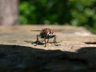common housefly on wood post 2