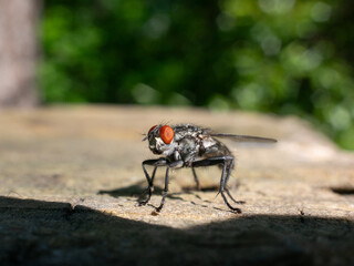 common housefly on wood post 1