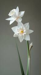 A daffodil flower with two blooms, simple background, white and green color palette, paper sculpture.