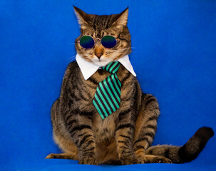 Obraz premium portrait of a cat wearing sunglasses and a tie with blue background
