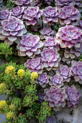 Cactus succulents in garden at Sa Pa, Vietnam

