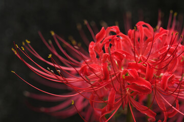 close up of red spider lily