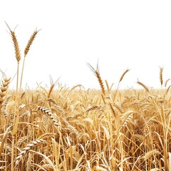 A field of wheat with a white sky in the background.