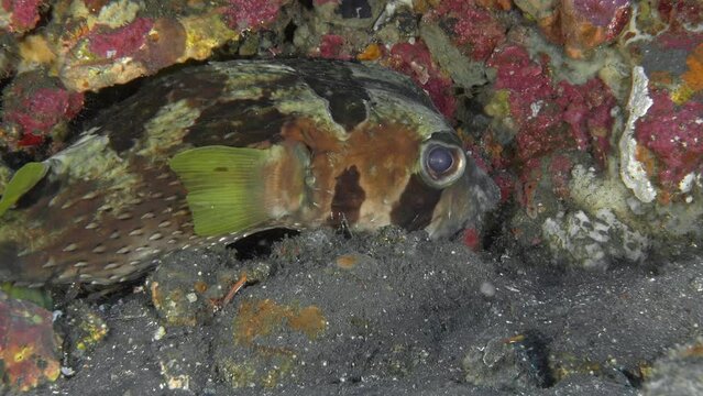 A spiny fish lies on the sandy bottom of a tropical sea under a colorful rock. Shortspine Porcupinefish (Diodon liturosus) 65 cm. ID: broad oblique black band below eye.