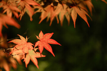 This is a beautiful scene of fresh green maple leaves captured in a serene location in Kyoto.
