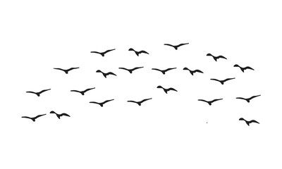 Flying Birds Vector And Illustration. 