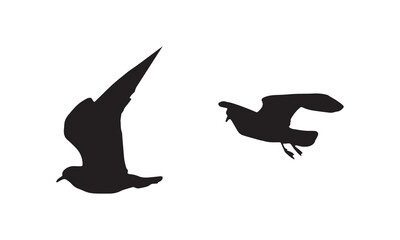 Flying Birds Vector And Illustration. 