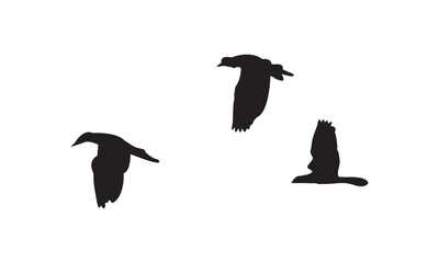 Obraz premium Flying Birds Vector And Illustration. 