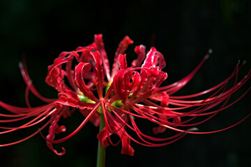 red spider lily