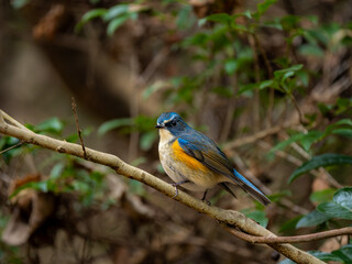 Naklejka premium 森の中で枝に留まっているルリビタキの雄