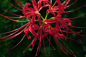 red spider lily