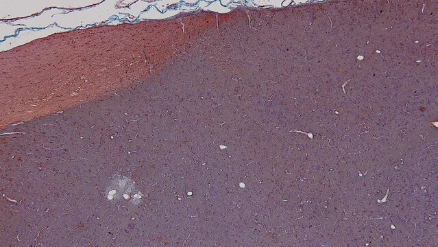 Pathology and Histology Tissue of Mammals under microscope.