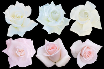 3 white and 3 soft pink heads roses blooming isolated on the black background.Photo with clipping...