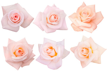 collection orange and pink heads roses blooming isolated on the white background.Photo with...