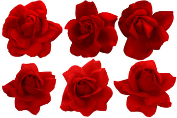 Fototapeta premium Blurred for Background.Red rose isolated on the white background. Photo with clipping path.