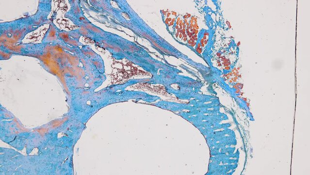 Pathology and Histology Tissue of Mammals under microscope.